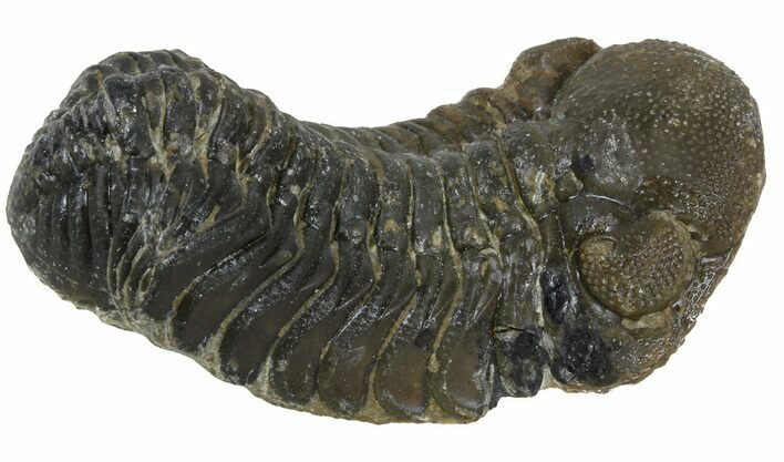 Austerops Trilobite Fossil - Rock Removed #55858